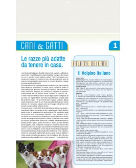 Cani & Gatti