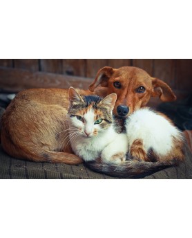 Cani & Gatti